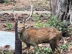 -清迈夜间动物园