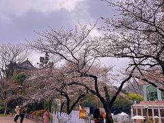 -武汉大学-樱园