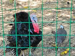 -广州白江湖森林公园