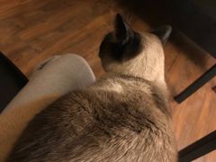 -猫友咖啡店(玉林西路店)