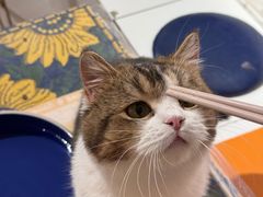 -平行世界·猫咖(首经贸店)