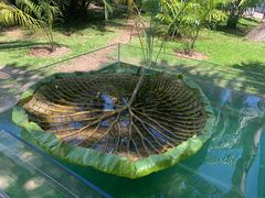 -中国科学院西双版纳热带植物园