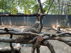 -深圳野生动物园