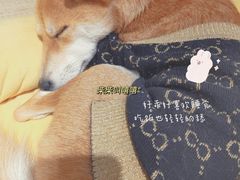 -逗柴咖啡屋·狗咖猫咖宠物桌游