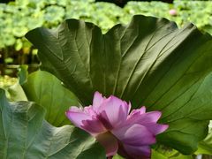 -陈家山荷花公园