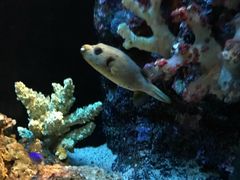 -暹罗海洋世界