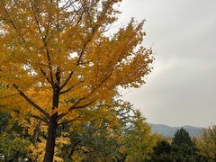 -北京西山国家森林公园