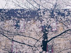 -武汉大学-樱园