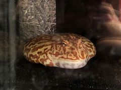 -酷以爬仙阁实体爬宠店·守宫·蜥蜴·专业繁育