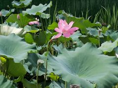 -渔娘蟹庄(阳澄湖莲花岛店)