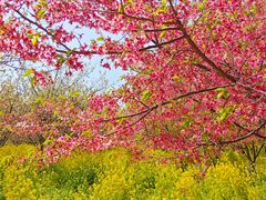 -古柏渡飞黄旅游区