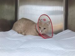 -瑞派·关忠动物医院·异宠专科·犬猫肿瘤·皮肤专科(望京店)