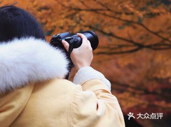 “ 停车坐爱枫林晚 ”  秋天的爱晚亭，是最受游客青