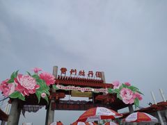 -曹州牡丹园