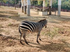 -石家庄市动物园