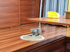 -楼上猫咖(罗湖店)