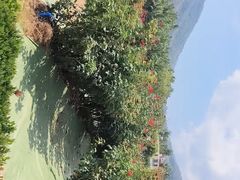 -亚龙湾国际玫瑰谷