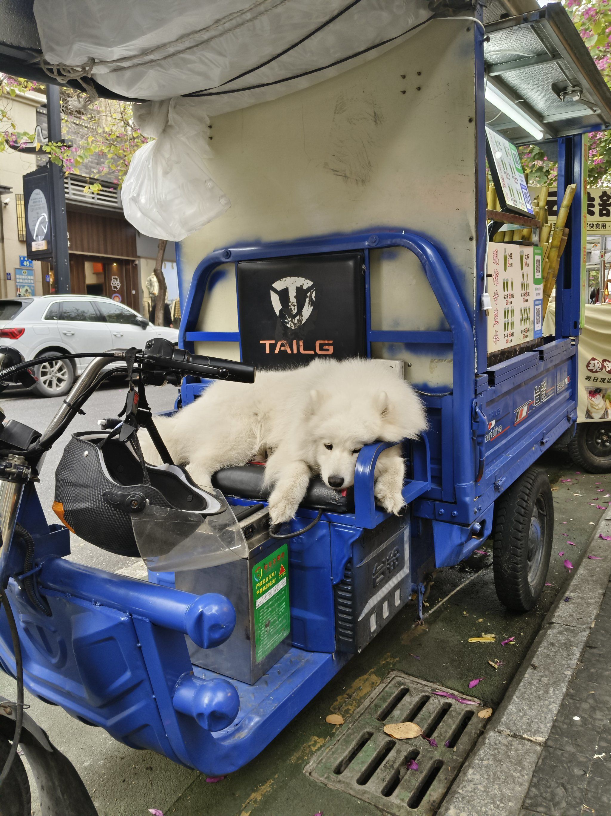 蔗汁摊的萨摩耶老板