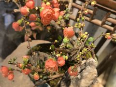 -双季花艺园艺市场(浦东店)