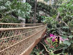 -正佳雨林生态植物园
