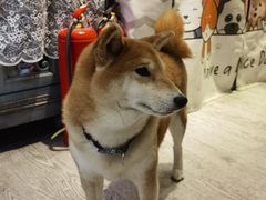 -小时光咖啡馆(北锣鼓巷店)