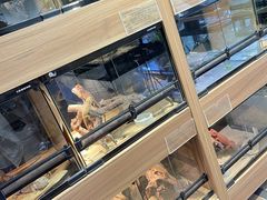 -酷以爬仙阁实体爬宠店·守宫·蜥蜴·专业繁育