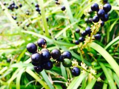 IMG_4896-上海怡沁园度假酒店