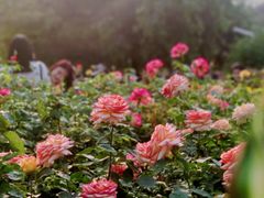 -人民公园(罗湖区)