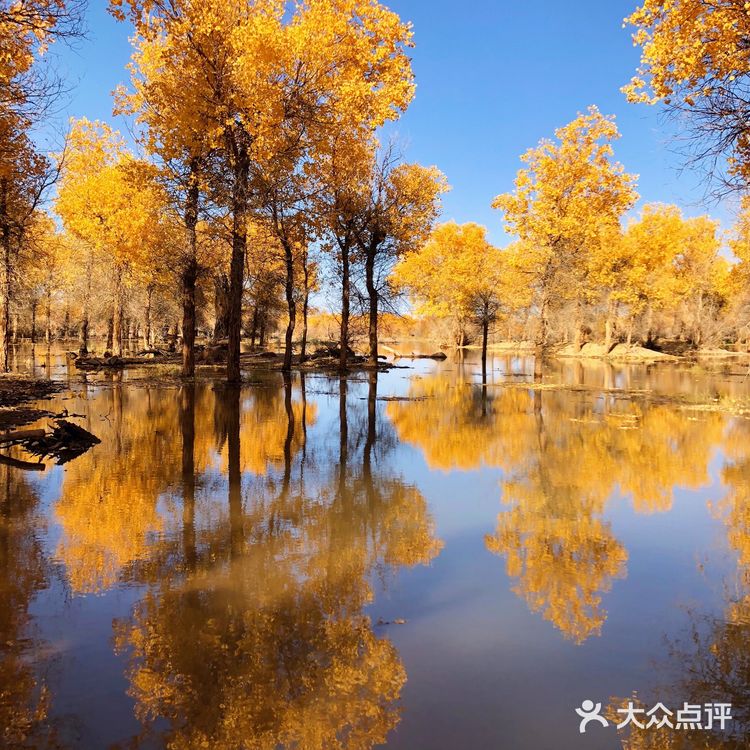 《英雄》取景地额济纳旗🍂绝美胡杨林