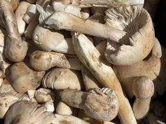 -草墩罗非鱼庄•野生菌•腊排骨(七星街上段店)