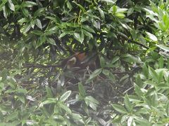 -都江堰中华大熊猫苑