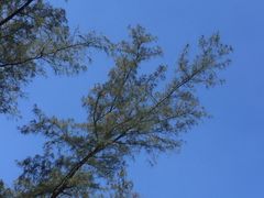 -西涌国际滨海旅游区