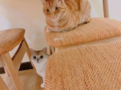 -滚猫咖啡·猫咖·猫友好撸猫(未来城店)