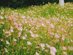 -贡湖湾湿地公园