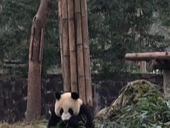 -都江堰中华大熊猫苑