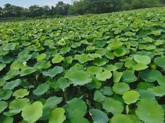 -梁鸿国家湿地公园