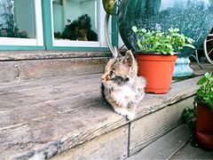 -莫奈花园法式蛋糕