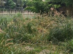 -成都市活水公园