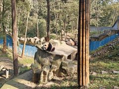 -中国大熊猫保护研究中心雅安碧峰峡基地