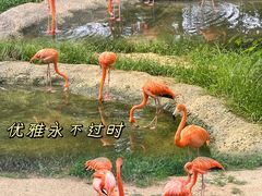 -红山森林动物园