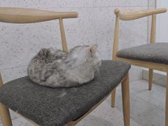 -喵园·猫主题咖啡厅·撸猫·猫咖(国贸店)