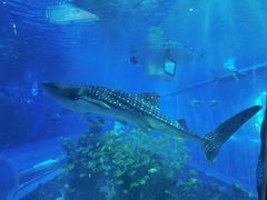 -成都浩海立方海洋公园