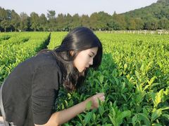 -中国茶叶博物馆(双峰馆区)