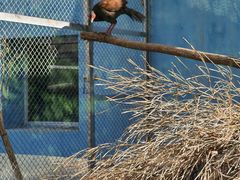 -青藏高原野生动物园