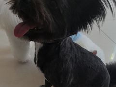 -乐琪宠物医院·犬猫专科·骨外科·急重症