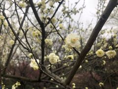 -杭州植物园