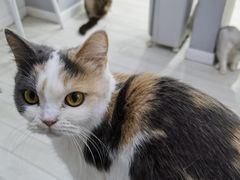 主动跳腿上的修猫咪-喵的天空名猫咖啡馆·撸猫·猫舍·用品