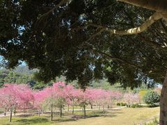 -风云岭森林公园