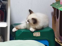 -半岛宠物医院24小时(科华中路店)