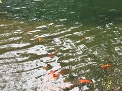 -千岛湖东南湖区